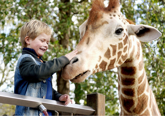 Bild aus dem Film Mein Freund die Giraffe