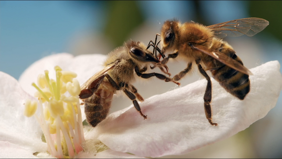 Biene mit Pollen